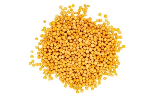 Горчица жёлтая